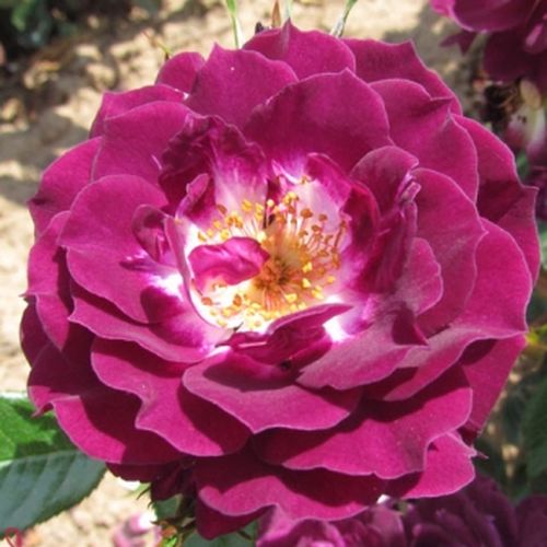 Vendita, rose miniatura, lillipuziane - viola - bianco - Rosa Wekwibypur - rosa intensamente profumata - Tom Carruth - Il suo colore unico è adatto per piante da giardino, ma questa rosa può essere anche utilizzata per decorare terrazze.